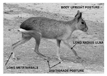 Photo of a mara Dolichotis patagonum, with some adaptations for running being highlighted.