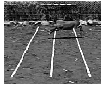 Adhesive tapes perpendicular to the camera at 50 cm from each other as distance reference. Mara half bounding suspension phase; image captured from a high-speed film.
