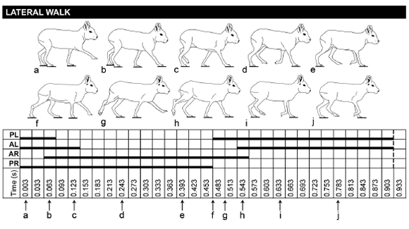 Lateral walk in maras. Animal silhouette with corresponding gait diagram. Letters match limb support phases and time values in the gait diagram. PL, PR: left and right posterior limb; AL, AR: left and right anterior limb.