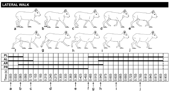 Pace in maras. References as in Fig. 3.