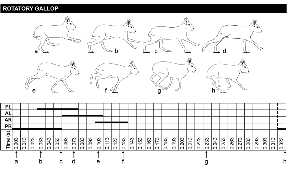 Rotatory gallop in maras. References as in Fig. 3.
