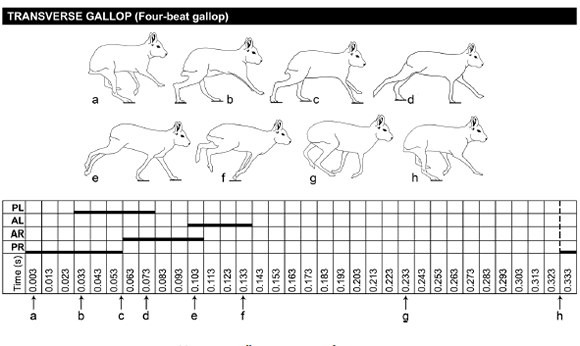 Transverse gallop in maras. References as in Fig. 3.