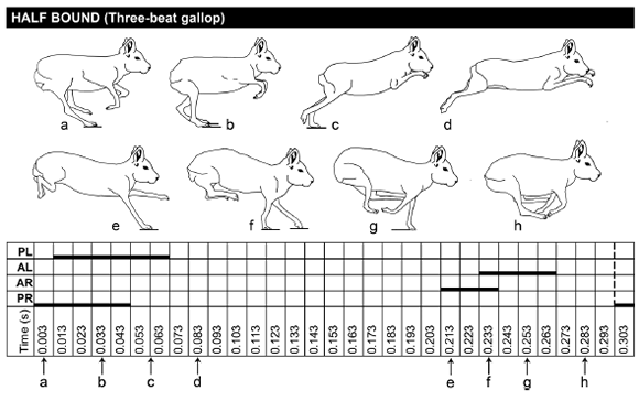Half bound in maras. References as in Fig. 3.