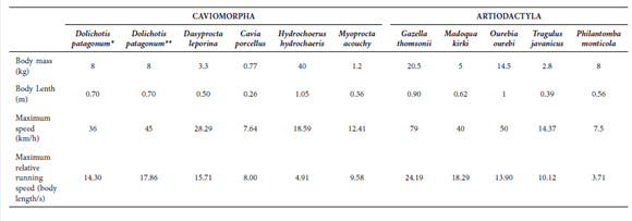 Parameters related to the maximum running speed and body size in species of caviomorph rodents and small sized artiodactyls. Additional data from Alexander (1977); Christiansen (2002); Rocha Barbosa (1997); *present study; **Rood (1972).