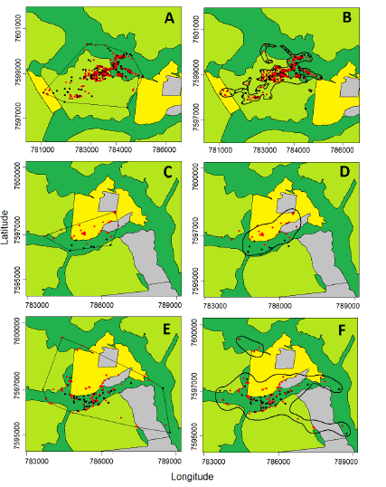 Estimated ranges and relocations of three wild boars in study area 2, in midwest Brazil, from February to December 2015. Left column: ranges estimated using the Minimun Convex Polygon method. Right column: ranges estimated using the Biased Random Bridge Kernel method. Black dots represent locations taken during daylight period while red dots represent night locations. Panels A and B refer to the male J 8, panels C and D to the male J 12, panels E and F to the female J 13 (see Table 1). Dark green represents riverine forests and their adjacent wetlands, light green represents sugarcane plantations, yellow represents grain crops, and grey represents pastures. Grids are presented in Universal Transverse Mercator system (UTM), zone 21k.