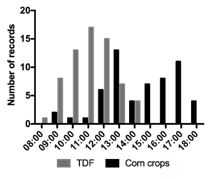 Variation per hour in number of sightings of N. adocetus in corn crops and TDF, in Cuambio, Guerrero, Mexico.