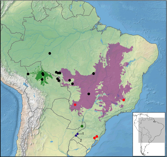 Mapa del centro y este de Am&eacute;rica del Sur, con los registros conocidos para Kunsia tomentosus. Referencias: c&iacute;rculos negros = registros actuales; c&iacute;rculos rojos = registros f&oacute;siles; c&iacute;rculo verde = sitio arqueol&oacute;gico Gruta 3 de Mayo, Misiones, Argentina. Los c&iacute;rculos azules corresponden a las localidades de S&atilde;o Borja (1; visitada por Sellow, v&eacute;ase Garbino y Nogueira [2017]), Itaqu&iacute; (2; mencionada por Cerqueira [1975]) y Lajes (3), respectivamente (v&eacute;ase el texto para m&aacute;s detalle). En sombreado violeta ha sido figurada la ecorregi&oacute;n del Cerrado y en verde la Sabana del Beni (sensu Olson et al., 2001).