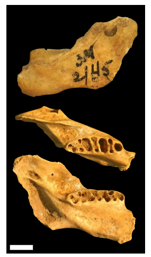 Dentario en vista labial (arriba), dorsal (medio) y lingual (abajo) de Kunsia tomentosus del sitio Gruta 3 de Mayo (3M N11 0-20; Holoceno tard&iacute;o; Misiones, Argentina). La escala es igual a 5 mm.