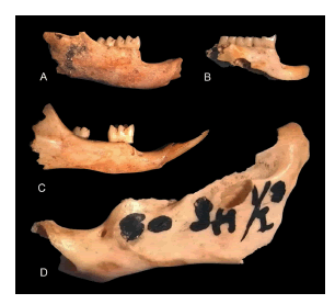 Dentarios en vistas labiales de roedores sigmodontinos recuperados en el sitio arqueol&oacute;gico Gruta 3 de Mayo (Holoceno tard&iacute;o; Misiones, Argentina). Entre par&eacute;ntesis se anota la longitud de la serie alveolar inferior y el n&uacute;mero de cat&aacute;logo: A: Akodon sp. (4,40 mm; 3M H7 C1a); B: Akodon sp. (4,97 mm; 3M H9 C1); C: Brucepattersonius sp. (4,64 mm; 3M H7 C1b); D: Sooretamys angouya (6,42 mm; 3M I8 C1). La escala es igual a 5 mm.