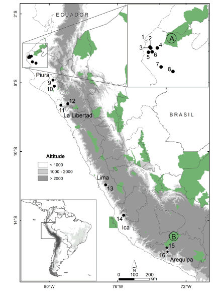 Map showing known localities of Tomopeas ravus. Previous records (black dots) (Velazco et al. 2013); new records in the north, Alto Talara, Piura (white dot); and in the south, Ocoña Valley, Arequipa (stars). The Peruvian protected natural areas pointed out in green. Protected natural areas nearest to T. ravus records: A. Coto de Caza El Angolo; B. Reserva Paisajística Sub Cuenca del Cotahuasi. The name of localities is given in the Appendix 1.