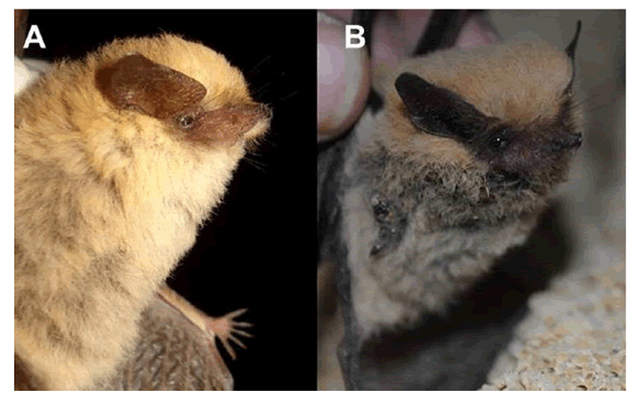 Tomopeas ravus showing color variation: A) A pale female in Ocoña (MUSA 14500); B) A dark male in Alto Talara (MUSA 14256). Photograph by A. Escóbar and K. Pino.