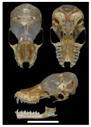 Dorsal and ventral views of the cranium and lateral view of the cranium and mandible of an adult male Tomopeas ravus (MUSA 14392), collected in Ocoña Valley, Arequipa, Peru. Scale bar = 6 mm.