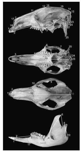 Landmarks used in this study to represent cranial and mandibular configurations. Definitions in Table 1.