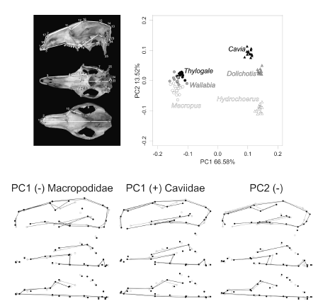 Ordination of caviids and macropodids in the cranial morphospace defined by the first two principal components (PCs). Shape changes are shown as wireframes: black dots and lines indicate shape changes with respect to the mean configuration (indicated with grey dots and lines).