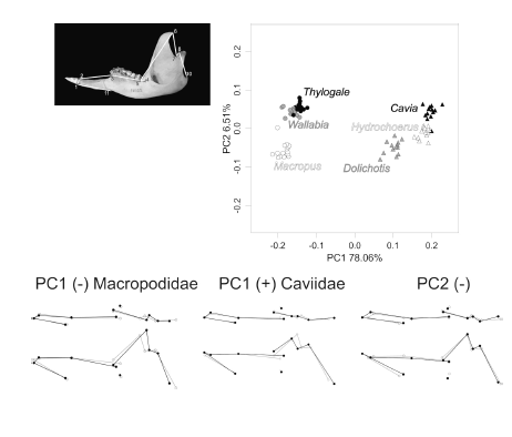 Ordination of caviids and macropodids in the mandibular morphospace defined by the first two principal components (PCs). Shape changes are shown as wireframes: black dots and lines indicate shape changes with respect to the mean configuration (indicated with grey dots and lines).