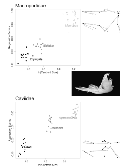Allometric changes of mandibular (b) shape for macropodids and caviids. Regression scores correspond to the alignedProcrustes coordinates projected onto the regression vector. Shape changes associated with increasing size (ln Centroid Size) are represented by black dots and lines; grey dots and lines represent the consensus shape.