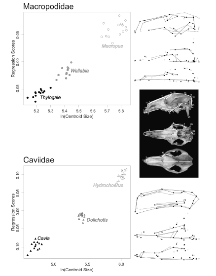 Allometric changes of cranial shape for macropodids and caviids. Regression scores correspond to the aligned Procrustes coordinates projected onto the regression vector. Shape changes associated with increasing size (lnCentroid Size) are represented by black dots and lines; grey dots and lines represent the consensus shape.