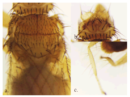 Pseudostrebla greenwelli. a. Tórax, vista dorsal. Setas delmesonoto uniformemente distribuidas en el escuto y en el prescuto; tres filas de setas irregulares, incluyendo la antescutelar, entre el escutelo y la sutura transversal; b. Cabeza, vista dorsal. Claramente más ancha que larga, con lóbulos occipitales uniéndose en el centro; c. Tibias posteriores con 5 macrosetas conspicuas.