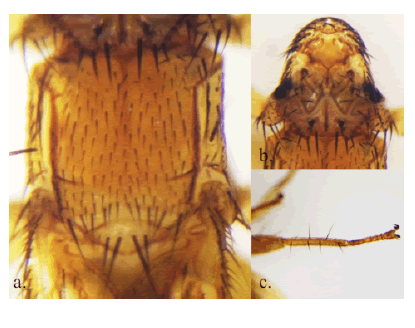 Strebla tonatiae. a. Tórax, vista dorsal. Ausencia de sutura pigmentada; b. Cabeza, vista dorsal. Frontoclípeo entero, ojos unifacetados; c. Metatibia con 6-8 macrosetas.
