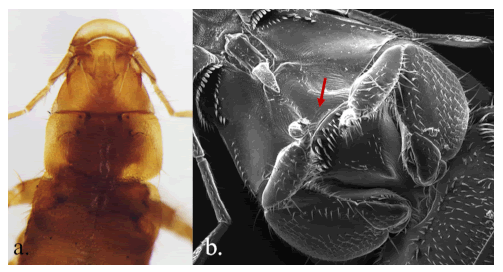 Hesperoctenes eumops, adulto. a. Mitad anterior, vista dorsal. Cabeza escasamente más ancha que larga (1:0.91), pronoto con bordes laterales semidivergentes y una vez y media tan ancho como largo (1:1.52), y lóbulos mesotonales subcuadrangulares (1:0.88); b. Cabeza y prosterno, vista ventral. Región gular glabra (flecha roja), y el fémur I fuertemente  curvado en la mitad del borde posterior. 