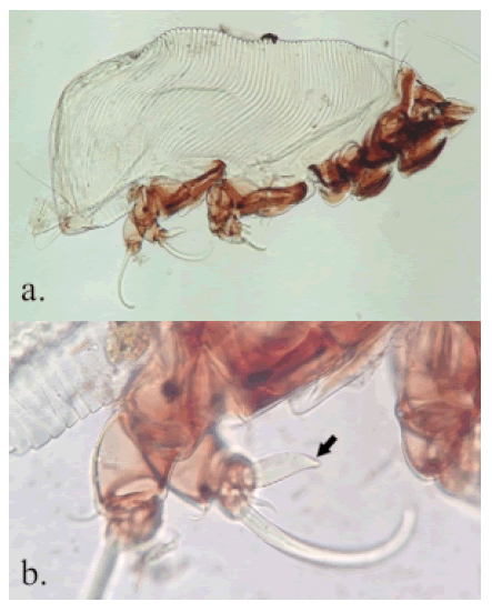 Parakosa flexipes, adulto. a. Poco desarrollo de placa prescapular; b. Uña accesoria del tarso IV grande, con el extremo distal curvado y puntiagudo, y ensanchado en su base (flecha).