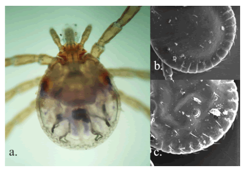 Amblyomma sp. A, larva. a. Vista dorsal. Presencia de escudo y tres pares de patas; b. Margen posterior del idiosoma, vista dorsal. Presencia de 11 festones; c. Margen posterior del idiosoma, vista ventral. Ausencia de surco anal.