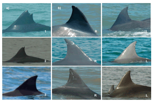 a) Examples of photographic categories of quality (1= excellent, 2= good, 3= poor); b) Catalogue photographs, which are used to identify each individual. These examples belong to the IDs # 5, #7 and #9 (R = right side, L= left side).