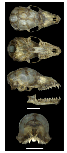 Dorsal, ventral, lateral and frontal views of the skullof the female specimen of Glyphonycteris sylvestris (CMLGE200) captured in Parque Provincial El Pi&ntilde;alito. Notethe skull with domed braincase without sagittal crest, and the pair of incisors reduced and hidden by canine cingulum. See Table 1 for measurements. Scale = 5 mm.