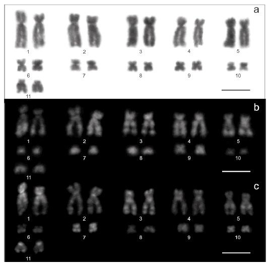 Female karyotype of Glyphonycteris sylvestris (CM-LGE 200) with 2n = 22; FN = 42. a) Giemsa-stained mitotic chromosomes; b) fluorochrome DAPI staining; c) fluorochrome Chromomicine A3 staining. Scale = 10 &micro;m.