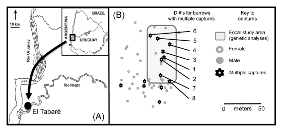 Map of the study area showing (A) the location of Estancia El Tabar&eacute; in Departamento de R&iacute;o Negro, Uruguay. In (B), the relative locations of the burrow entrances at which C. rionegrensis were captured are shown for the entire study site aswell as for the portion of the site (gray rectangle) for which genetic analyses were completed. Entrances at which multipleindividuals were captured are indicated in bold; the 24 animals caught at the burrow entrances numbered 1 to 8 were used ingenetic analyses of kinship.