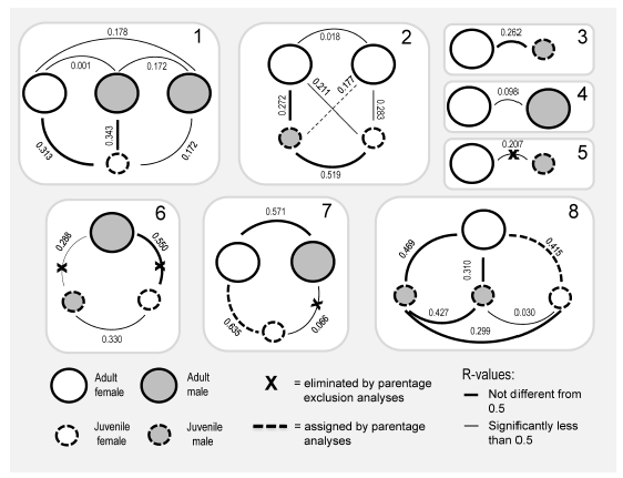 Genetic estimates of kinship among individuals captured at the same burrow entrance. Pair-wise estimates of kinship were generated from microsatellite genotypes for 24 C. rionegrensis captured at 8 burrow entrances (Fig. 1). For each burrow entrance, the sexes and relative ages of the animals captured are indicated, as is the estimated coefficient of relatedness (r) for each pair of individuals. Narrow lines denote estimates of r that were significantly less than 0.50; wider lines denote estimates of r that did not differ from 0.5. Dashed lines indicate pairs for which the adult was assigned as the parent of that juvenile; pairs for which the adult was excluded as the parent of the juvenile are denoted with X&rsquo;s.