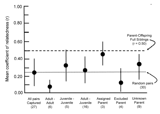 Mean (&plusmn; SD) values for coefficients of relatedness estimated from analyses of microsatellite loci; all estimates are based on pairwise comparisons of individual genotypes. The mean for all pairwise combinations of individuals captured at the same burrow entrance is shown, as is the mean for 30 randomly selected pairs of individuals (dotted line). For individuals captured together, mean values of kinship were also examined in relation to age class (e.g., adult-adult) and the results of genetic analyses of parentage (e.g., adult assigned or excluded as parent). The sample size for each comparison is given in  parentheses. 