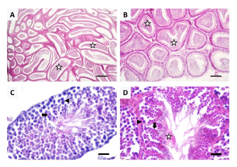 Cortes histológicos de epidídimos (A - B) y testículos (C - D) de individuos de Rhipidomys fulviventer. En C, semuestra la etapa 7 y en D la etapa 8 del ciclo del epitelio seminífero. Espermatozoides (estrella), Espermátides redondas (flecha) y Espermatocitos primarios (triángulo). Barra de escala: 200 m en A; 100 m en B; 25 m en C y D.