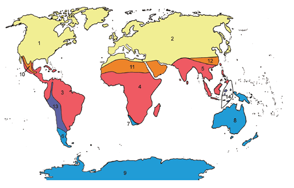 Biogeographic classification of the Neotropical region in the Holotropical kingdom and identification of transition zones in the overlap with the Nearctic and Anden regions. Color red shows the close relationships between the Neotropics and other regions due to vicariant events. Transition zones represent events of dispersal. 1-2, Holarctic kingdom; 3-5, Holotropical kingdom; 6-9, Austral kingdom; 1, Nearctic region; 2, Palearctic region; 3, Neotropical region; 4, Ethiopian region; 5, Oriental region; 6, Andean region; 7, Cape region; 8, Australian region; 9, Antarctic region; 10, Mexican transition zone; 11, Saharo-Arabian transition zone; 12, Chinese transition zone; 13, South American transition zone; 15, Indomalayan transition zone.