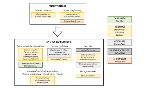 Summary of species from Argentina that have been used to address different fundamental themes regarding the  energetics of mammals. The topics indicated are explored in this review; the species shown are those that have been studied with regard to these topics. The taxonomic list at right summarizes the higher level (order, family) diversity represented by these studies.