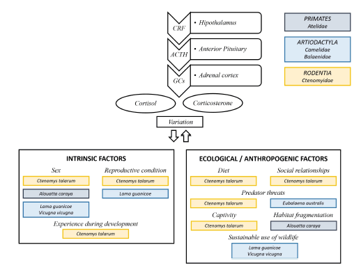 Summary of research on the ecological endocrinology of mammals from Argentina, with emphasis on glucocorticoid responses to different stressors. The upper portion of the figure depicts the major components of the hypothalamic&ndash;pituitary&ndash;adrenal (HPA) axis, which regulates the production of glucocorticoid hormones. Hormones produced by this axis include corticotropin-releasing factor (CRF), adrenocorticotropic hormone (ACTH), and the glucocorticoids (GCs) cortisol and corticosterone. The lower portion of the figure lists the topics explored in this review; the species shown are those that have been studied with respect to these topics. The taxonomic list at the upper right summarizes the higher level (order, family) diversity represented by these studies.
