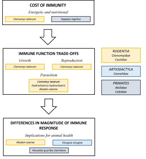 Summary of research on ecological immunology in mammals from Argentina. The primary topics covered by this review are indicated, as are the species used to address each of these topics. The taxonomic list to the right provides the higher level (order, family) diversity represented by these studies.