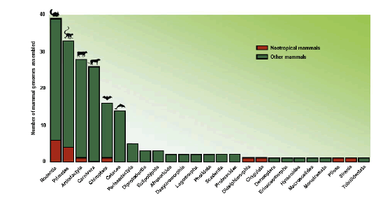 The number of mammalian species with sequenced genomes, organized by Orders. The bars represent the total number of mammal species, and orange indicates representants from the Neotropics.