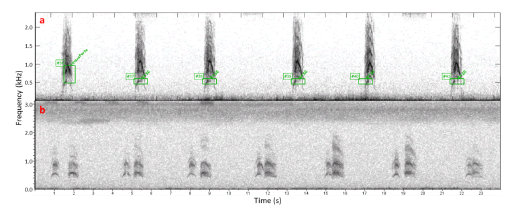 Wild maned wolf roar-bark sequences recorded passively with a grid of 12/13 autonomous recorders (Song Meter SM2+) at Serra da Canastra National Park, MG/Brazil. a) solo roar-bark sequence with detection boxes from XBAT (Figueroa 2007) extension for Matlab (MathWorks, Inc.). Spectrogram parameters: 512 window size, Hann window, 100% brightness, 43% contrast, 50% overlap on an 8 kHz sampling rate wav file. b) group vocalization consisting of two animals alternating roar-barks. Spectrogram made on Raven pro 1.5 (Cornell Bioacoustics Lab, Ithaca, NY, USA), Hann window, 512 window size, 50% brightness and contrast, 50% overlap, smoothing active, on an 8 kHz sampling rate wav file.