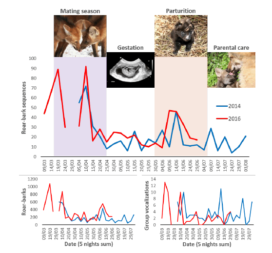 Seasonal variation in the maned wolf vocal activity recorded passively with a grid of 12/13 autonomous recorders (Song Meter SM2+) at Serra da Canastra National Park, MG/Brazil. Each point is a sum of 5 nights. Photos: Daniela L. Ratzen Berger and Adriano Gambarini.