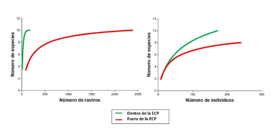 Curvas de rarefacci�n para el n�mero de rastros de mam�feros medianos (A) y el n�mero de individuos de mam�feros peque�os (B) entre sitios dentro de la ECP y fuera de ella.