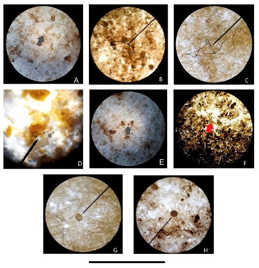 Microplastics found in the scat of Lontra felina, objective 10X, bar scale is 1.8 mm. A) Brown fiber. B) Grey fiber. C) Brown fibers. D) Fibers. E) Green fragment. F) Semi-transparent fragment. G) Possible microbead. H) Possible microbead.