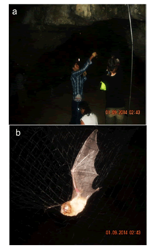 Bat sampling at Macaregua cave (Santander, Colombia). a) Mist net at the entrance of the cave; b) individual of Mormoops megalophylla captured.