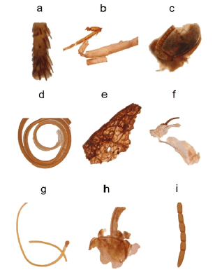 Insect fragments found in the diet of Mormoops megalophylla at Macaregua cave (Santander, Colombia). a) Tarsus from a Lepidoptera; b) tarsus and tarsal claws from a Lepidoptera, head; c) eye and antenna from a Lepidoptera; d) proboscis from a Lepidoptera; e) wing from a Hemiptera; f) frenulum from a Lepidoptera; g) frenulum and proboscis from a Lepidoptera; h) head from a Lepidoptera; and i) antenna from a Hymenoptera.