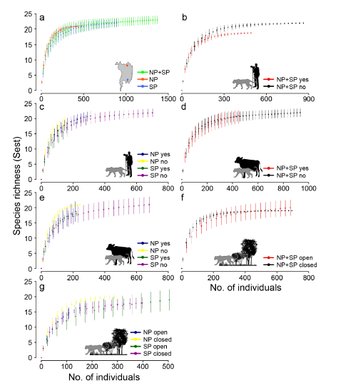 Sample-based rarefaction curves of estimated species richness (Sest) and corresponding 84% confidence intervals re-scaled to individuals. Data were analyzed for the pooled and separated data sets of our two study areas in the Northern Pantanal (NP) and the Southern Pantanal (SP). (a) Sest in the NP+SP, the NP and the SP; (b) Sest at trap stations accessible and inaccessible by tourists in the NP+SP; (c) Sest at trap stations accessible and inaccessible by tourists in the NP and the SP; (d) Sest at trap stations used and not used by cattle in the NP+SP; (e) Sest at trap stations used and not used by cattle in the NP and the SP; (f) Sest at trap stations in open or closed habitat structures in the NP+SP; and (g) Sest at trap stations in open or closed habitat structures in the NP and the SP. Data were analyzed using EstimateS 9.1.0 (Colwell 2013).