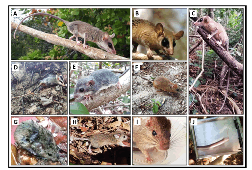 Small mammal species recorded in the Reserva Biol�gica de Santa Isabel in Sergipe, north-eastern Brazil. A) Marmosops incanus; B) Marmosa murina; C) Marmosa demerarae; D) Didelphis albiventris; E) Rhipidomys mastacalis (juvenile); F) Cerradomys vivoi; G) Calomys sp.; H) Oligoryzomys sp.; I) Phyllomys blainvilii; J) bicolor tail of rodent Trinomys sp. in the Sherman trap.