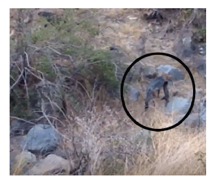 Captura y muerte de Galictis cuja por Lycalopex culpaeus en Santuario de la Naturaleza Quebrada de la Plata, Santiago. Imagen captada en noviembre de 2019.