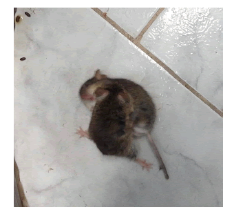 Comportamiento agresivo y sumiso observados entre machos de Calomys musculinus durante los enfrentamientos realizados en el campo circular opaco.