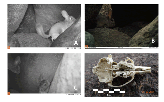 Ejemplares de Chinchilla lanigera registrados al norte de Paposo, Regin de Antofagasta, Chile (septiembre de 2020). Ntese la cola (A) y las orejas (B) largas, lo que la distingue de C. chinchilla. (C) Dos ejemplares registrados simultneamente. (D) Crneo de Chinchilla encontrado en el rea de este nuevo registro (material depositado en el Museo Augusto Capdeville Rojas, Tal-Tal, Regin de Antofagasta).