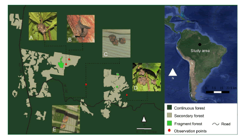 Geographic distribution of bat roosts in Biological Dynamics of Forest Fragment Project (BDFFP), Central Amazon, Brazil. Our roost locations are represented by red circles. (A) Uroderma bilobatum in Potalia amara leaves; (B) Saccopteryx leptura in a woody liana; (C) Mesophylla macconnelli in Astrocaryum sciophilum; (D) U. bilobatum in P. amara; (E) M. macconnelli in A. sciophilum. All photos by G. Appel.